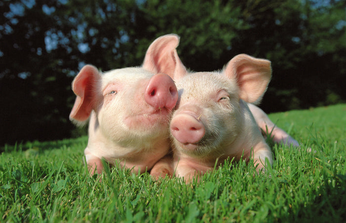 Love is like a Greased Pig